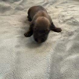 Vitani - Sable female Working Dog Cross puppy in Sheridan, Arkansas from Dark Sky Kennels