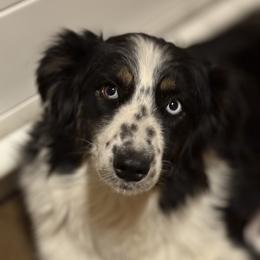 Ash - Australian Shepherd