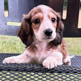 Glory - Piebald female Dachshund puppy in Troup, Texas from Darling Doxies