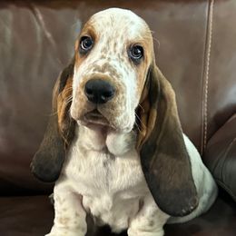 3,450.00 - Orange collar - Male - Black brown and white male Basset Hound puppy in Columbia, South Carolina from Pawmetto Hounds