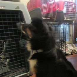 Rajah - Toy Australian Shepherd