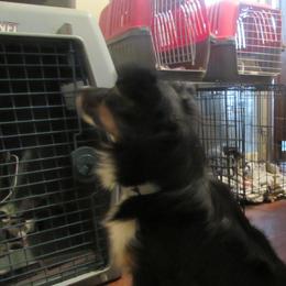 Rajah - Toy Australian Shepherd