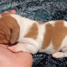 CKC cream piebald girl - Cream female Dachshund puppy in Springdale, Washington from TNT MINI DACHSHUNDS