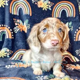 Dachshund Puppies from 2 Knights Doxies