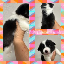 Abbey - Black and white female American Corgi puppy in Hico, Texas from Chisholm Trail Kennels