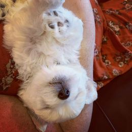 Coton de Tulear Puppies from Classy Cotons