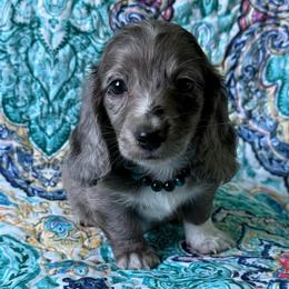Troy - Dapple male Dachshund puppy in Lincoln, Arkansas from Red Dirt Dachshunds