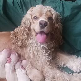 Emma - Cocker Spaniel