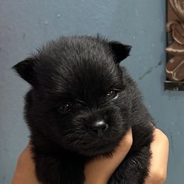 Girl 1 - Black female Pomeranian puppy in Skipperville, Alabama from Nay Nay’s Babies