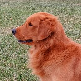 Brutus - Golden Retriever