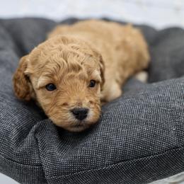 Orange collar - Apricot female Poodle puppy in Edmond, Oklahoma from The Redbud Roost
