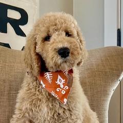 Australian Labradoodles, Labrador Retrievers, and Poodles from Laird Farms