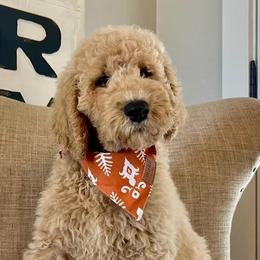 Australian Labradoodles, Labrador Retrievers, and Poodles from Laird Farms