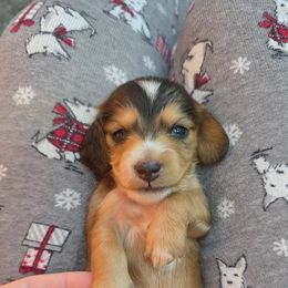 Rolo - Chocolate and cream male Dachshund puppy in West Plains, Missouri from Spring Creek Dachshunds