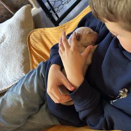 Golden Retriever Puppies from Apple Country Retrievers