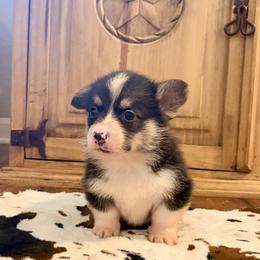 Girl 1 - Black and tan female Pembroke Welsh Corgi puppy in Johnson City, Texas from McCall Creek Corgis