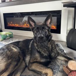 Zara - German Shepherd
