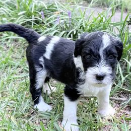Jordan - Merle female Sheepadoodle puppy in Charleston & Kershaw, South Carolina from Atlas Harrold-Moore Sheepadoodles, LLC   (AHMS)