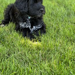 Portuguese Water Dog Puppies from Yellowstone Porties
