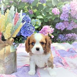 Cavalier King Charles Spaniel Puppies from Pleasant Meadows