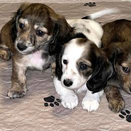 Dachshund Puppies from Desert Horizon Dachshunds