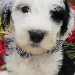 Aussiedoodles, Old English Sheepdogs, Poodles, and Sheepadoodles from Iowa's Doodle Co.