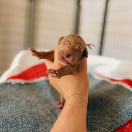 Girl Spot 1 - Red  female Goldendoodle puppy in Yukon, Oklahoma from Bows & Ties Doodles