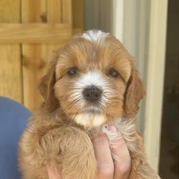 Scrappy-Doo - Red and white female Cockapoo puppy in Connersville, Indiana from MoonShine Babies