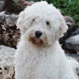Sawyer - Australian Labradoodle