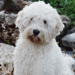Sawyer - Australian Labradoodle