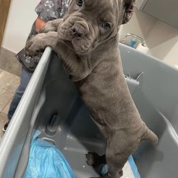 Biewer Terrier, Cane Corso, and Yorkshire Terrier Puppies from Exotic Yorkie Imports & Cessna Cane Corso