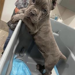 Biewer Terrier, Cane Corso, and Yorkshire Terrier Puppies from Exotic Yorkie Imports & Cessna Cane Corso