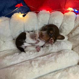 Sprinkle - Piebald female Dachshund puppy in Erie, Michigan from Champagne’s Grinch Toe’d Dachshunds