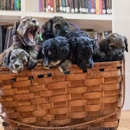 Bernedoodle and Cavapoo Puppies from Positively Doodles