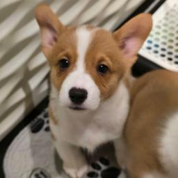 Comet - Red male Pembroke Welsh Corgi puppy in Palm Bay, Florida from Space Coast Corgi