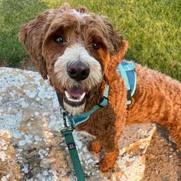 Rosie - Red  female Goldendoodle puppy in Great Falls, Montana from Montana Goldendoodles