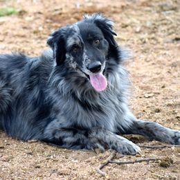 Legend - Australian Shepherd