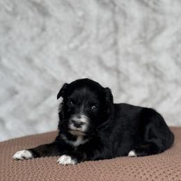 Doritos - Black tri-color female Australian Shepherd puppy in Argyle, Iowa from Country Time Kennels
