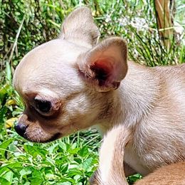 Cookie Monster - Fawn male Chihuahua puppy in Weatherford, Texas from Small and Mighty Chihuahuas