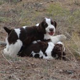 English Springer Spaniel and Poodle Puppies from Haskeez