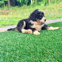 Boy 1 - Tri-color male Bernedoodle puppy in Captain Cook, Hawaii from Big Island Goldendoodles