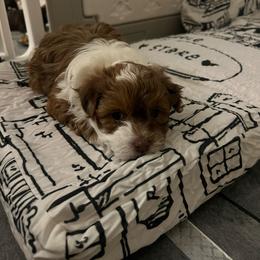 Red and White Male - Red male Havanese puppy in Monahans, Texas from Homeward Havanese, LLC