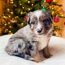 Cypress - Blue merle male Miniature American Shepherd puppy in Idaho Falls, Idaho from Sugartop Minis