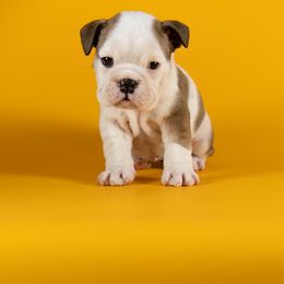 Bulldog Puppies from Darcy Dunn
