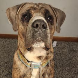 Cane Corso from Hillside corsos