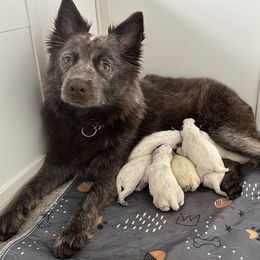 Australian Cattle Dog Puppies from Folie à Deux Australian Cattle Dogs
