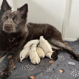 Australian Cattle Dog Puppies from Folie à Deux Australian Cattle Dogs