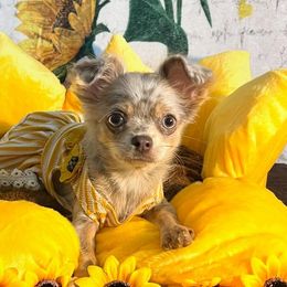 Chihuahuas from Arizona Dream Chihuahuas