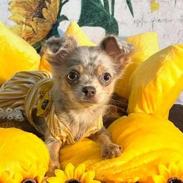 Chihuahuas from Arizona Dream Chihuahuas