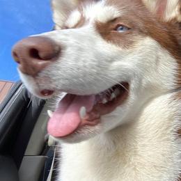 Siberian Huskies from Alex Castillo's Siberian Huskies